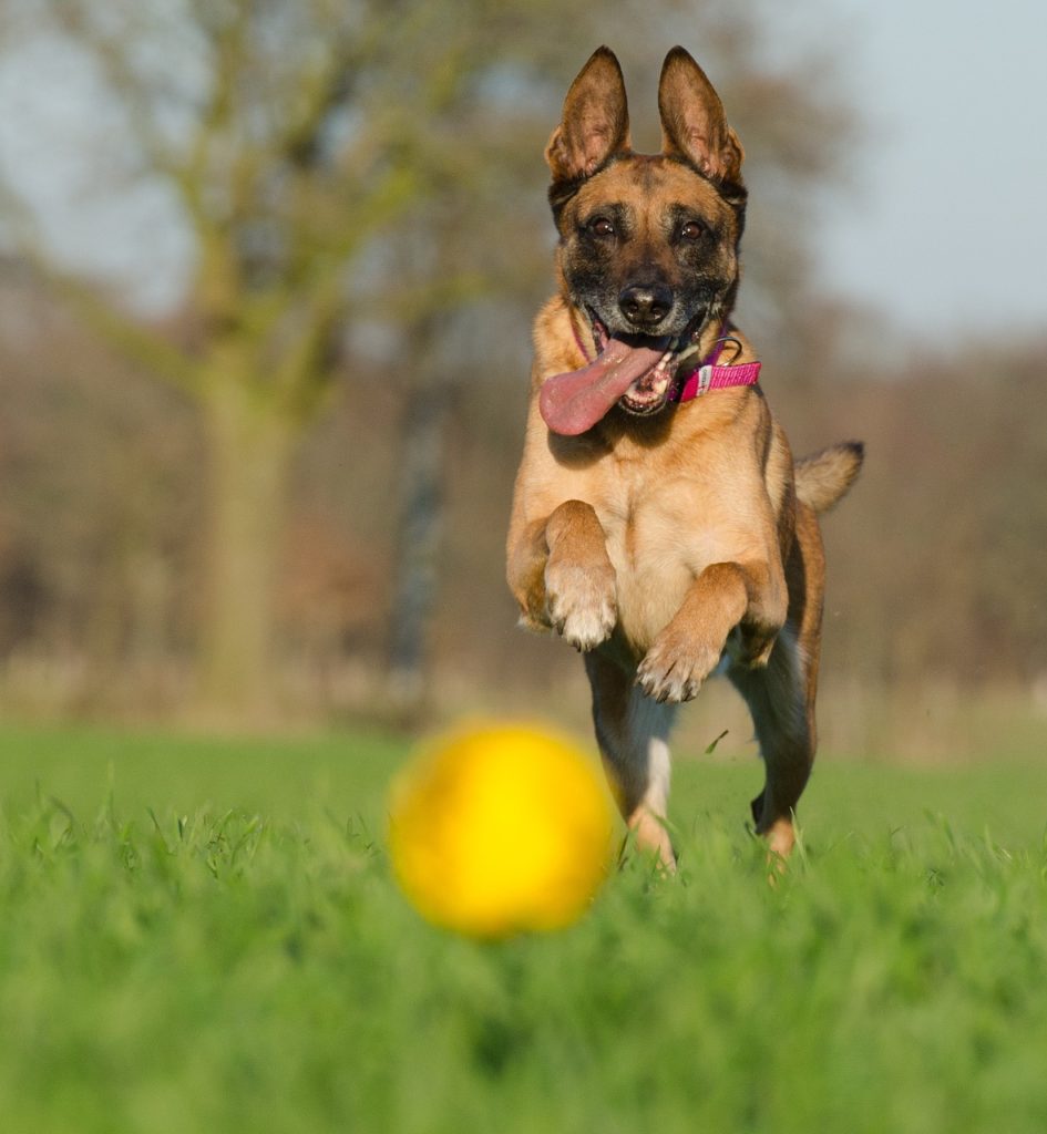 RV Tips for Camping with Pets